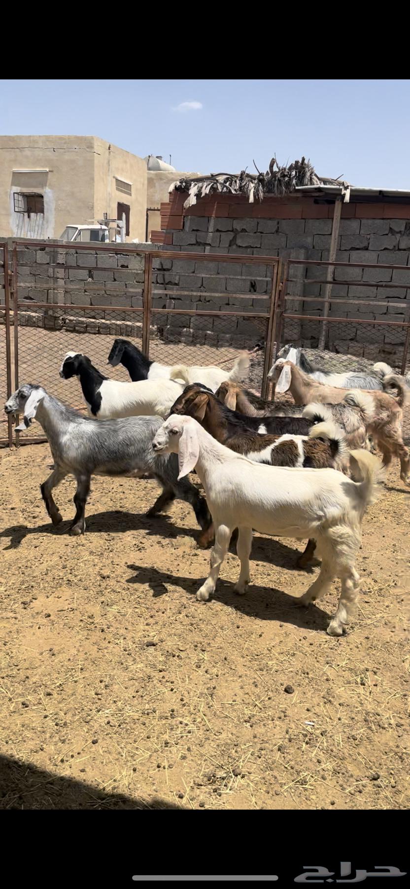 تيوس للبيع - تم البيع64397894458115110