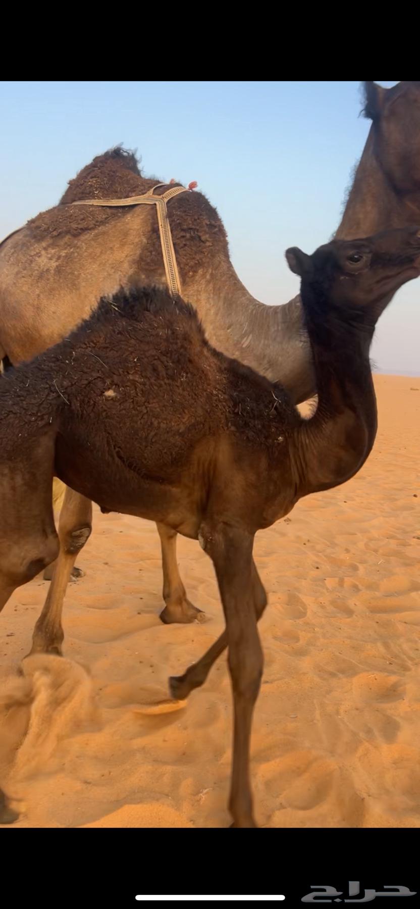 حيران قصب للبيع64412210990849110