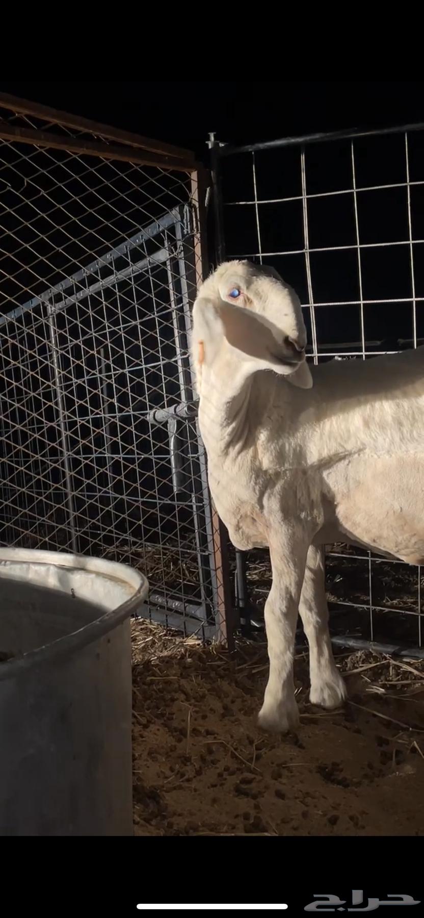 رخل حريه64395839815554112