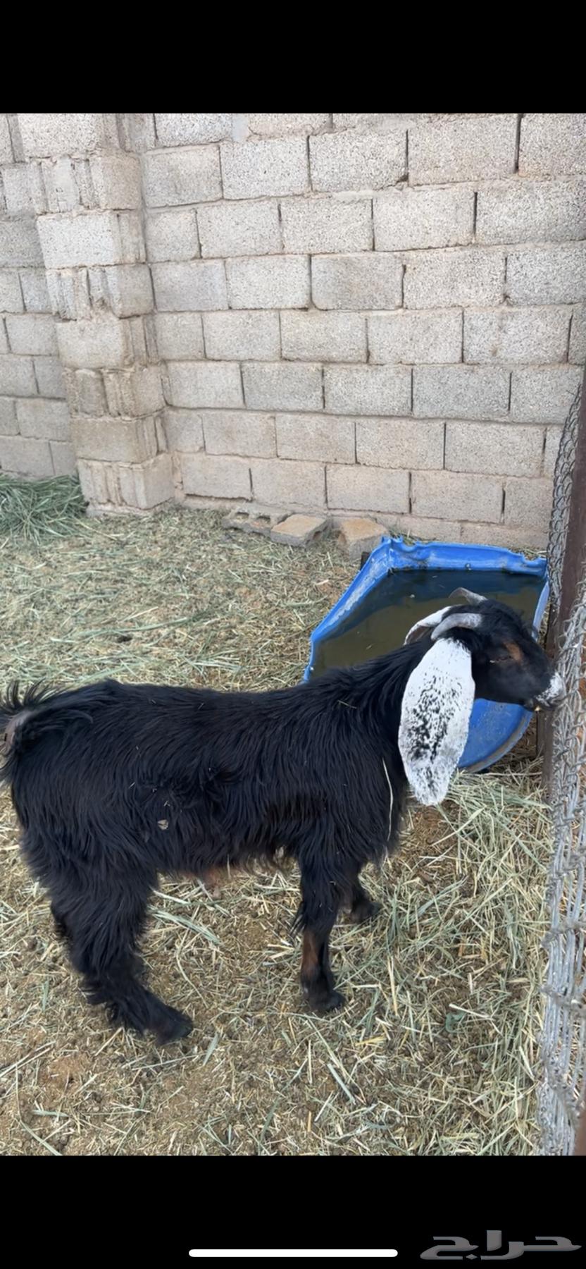 تيس عارضي للبيع64393568821121111