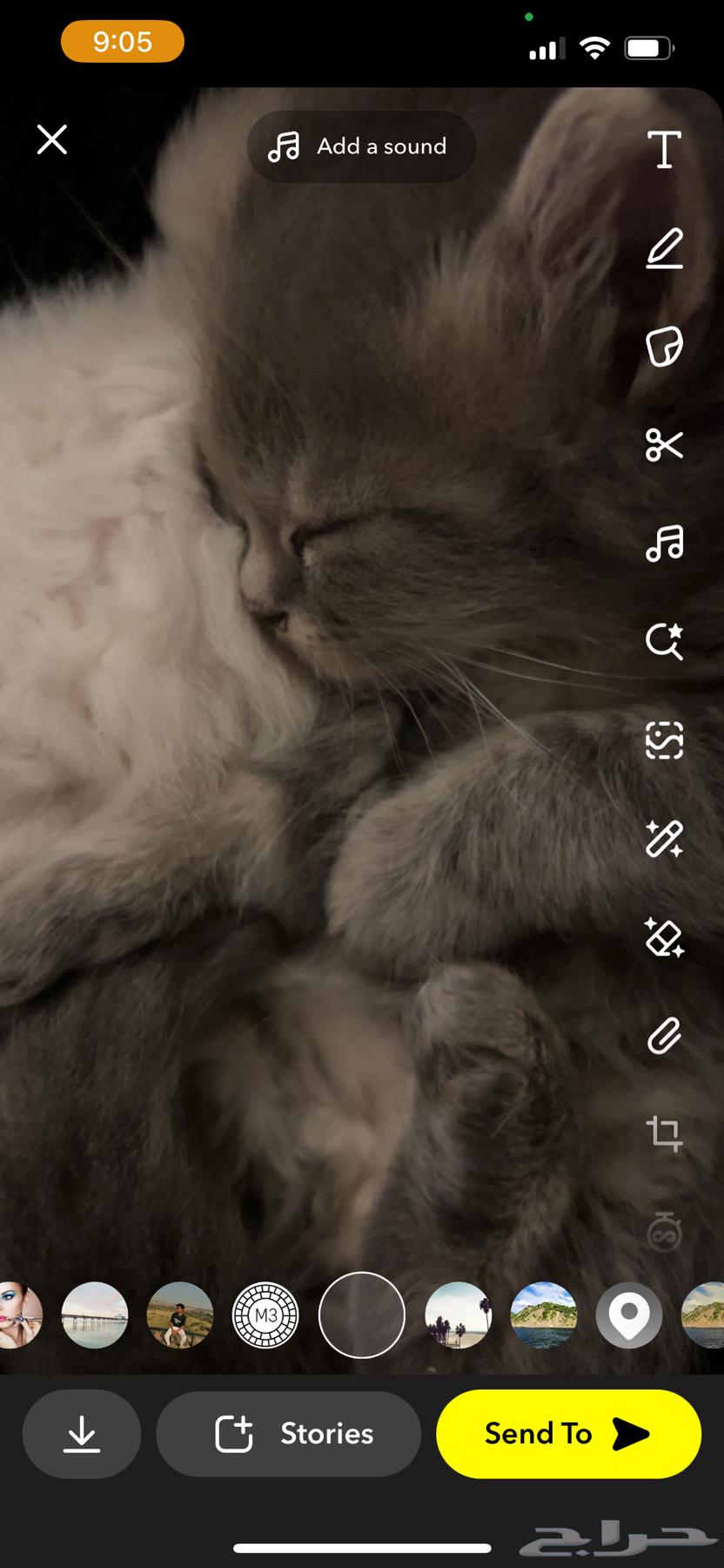 Cats64394053116418114