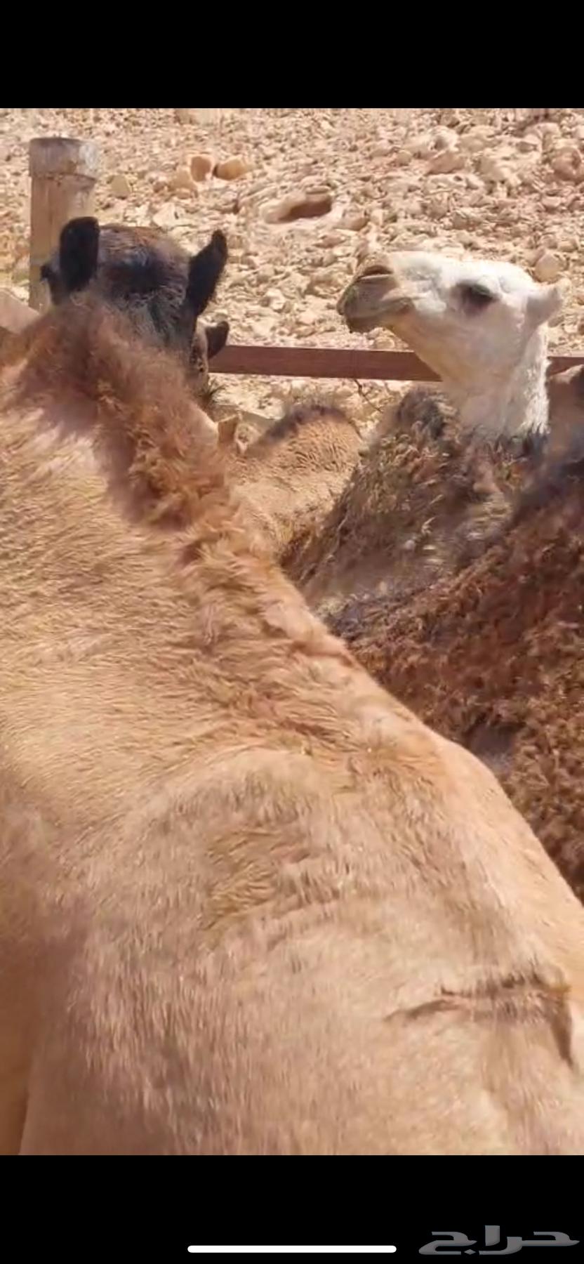 Qaadan for sale number 1164400009557889112