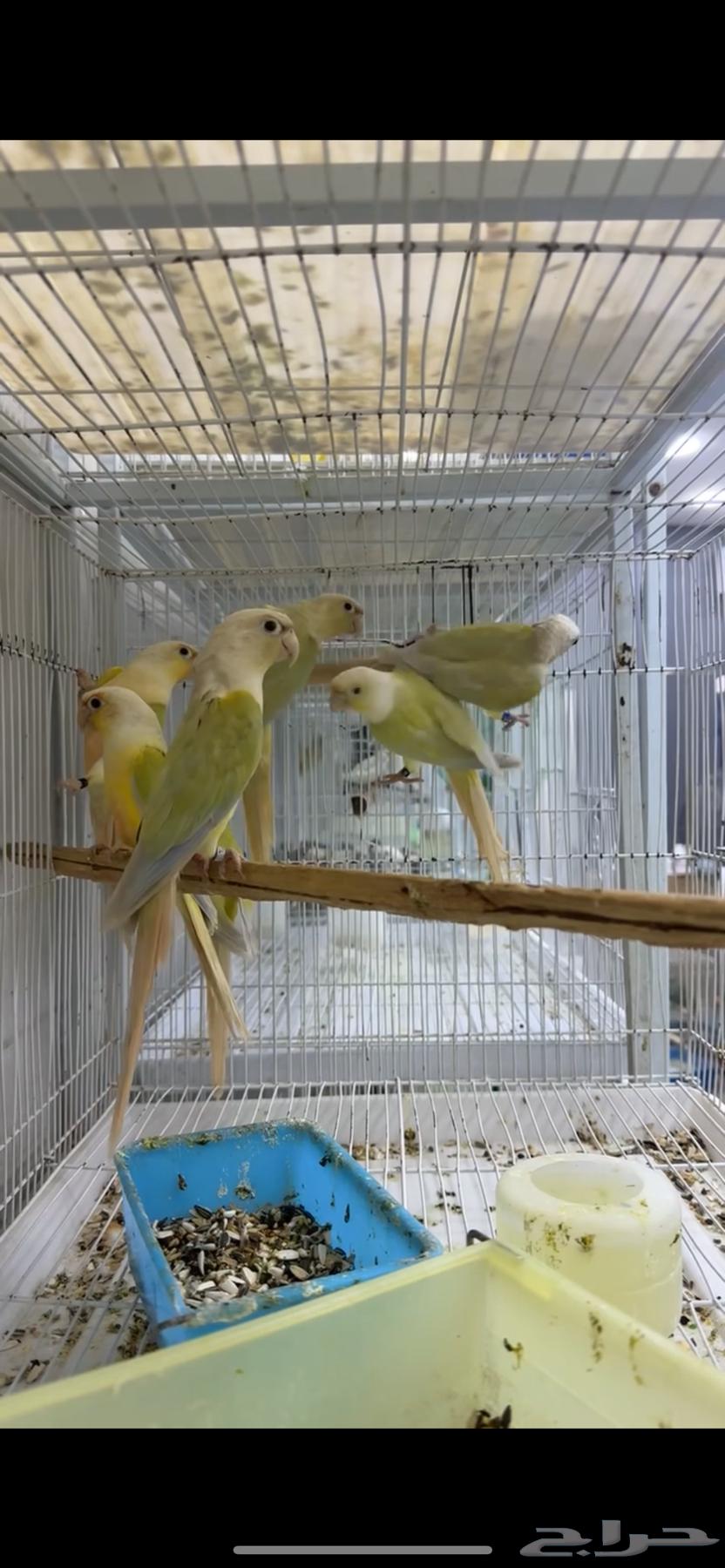 متاح اجوز كنيور مون شيك64395462736258111