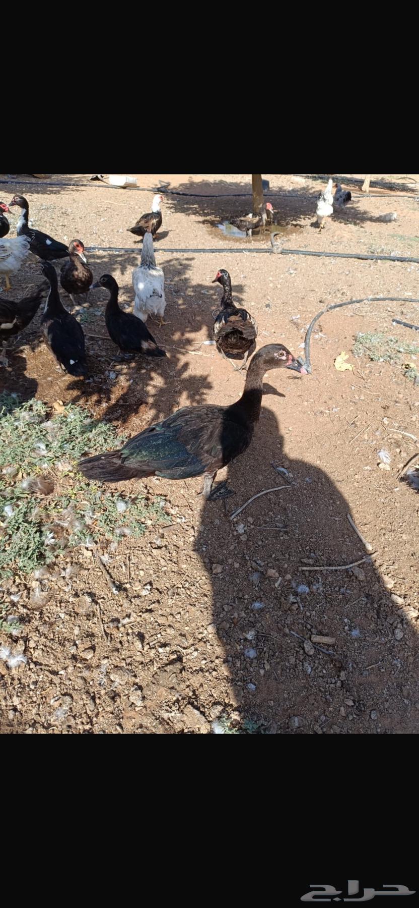 للبيع بط شهرمان مسكوفي او بح الموقع المجمعة64397741998593113