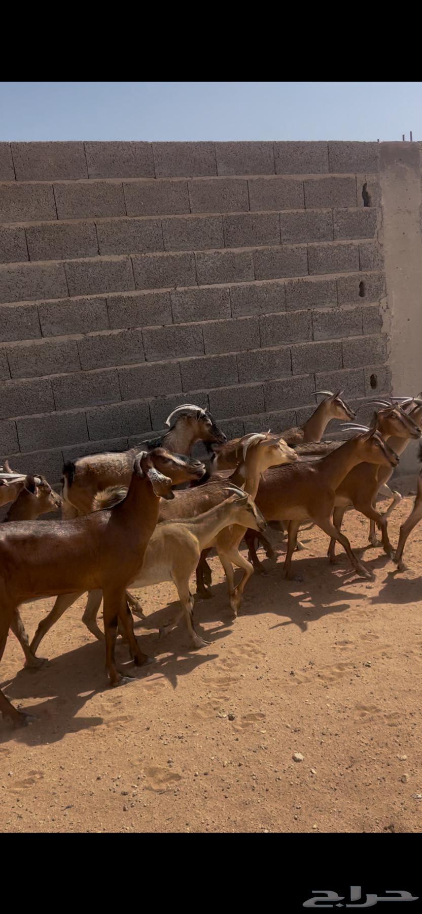 معزاء جنوبيات للبيع بفحلها64395033565569112