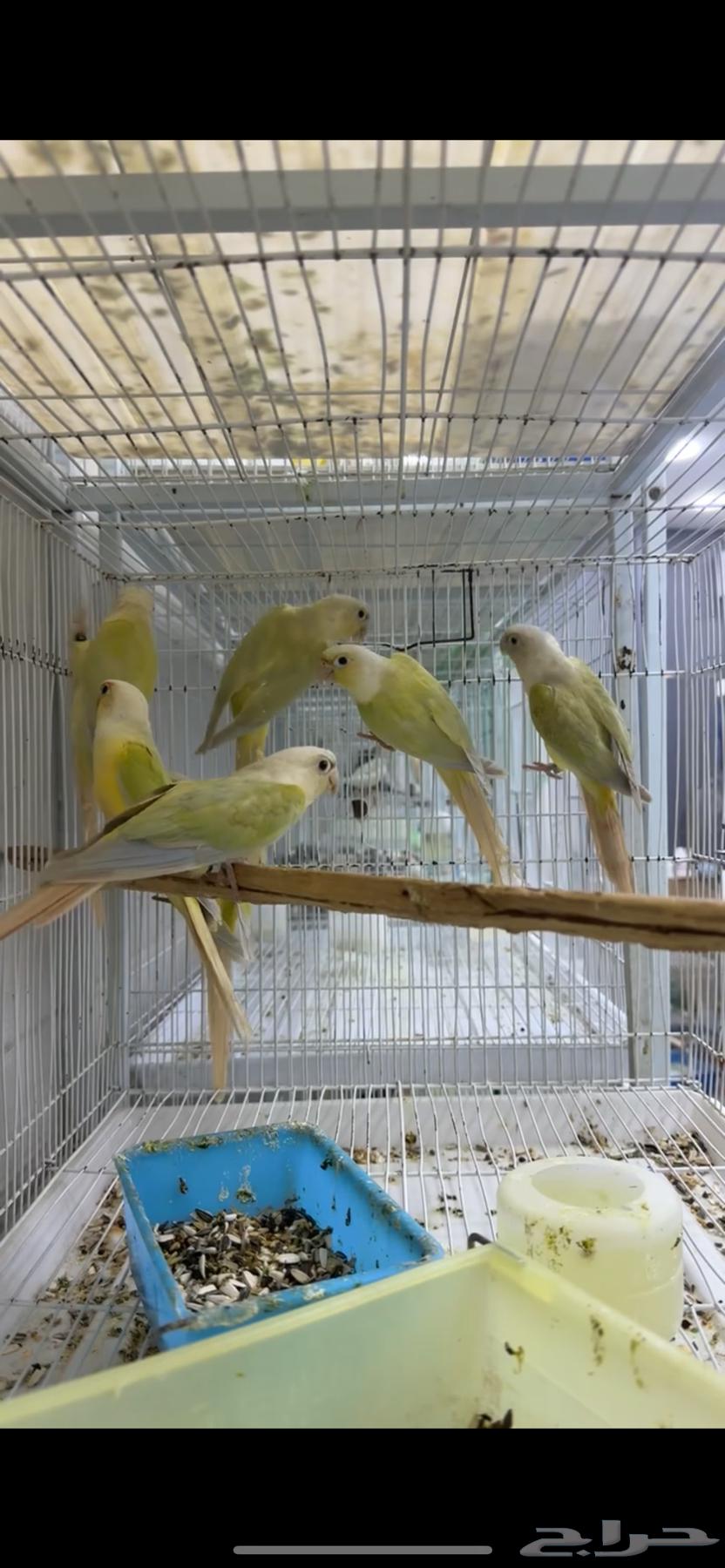 متاح اجوز كنيور مون شيك64395462736258110