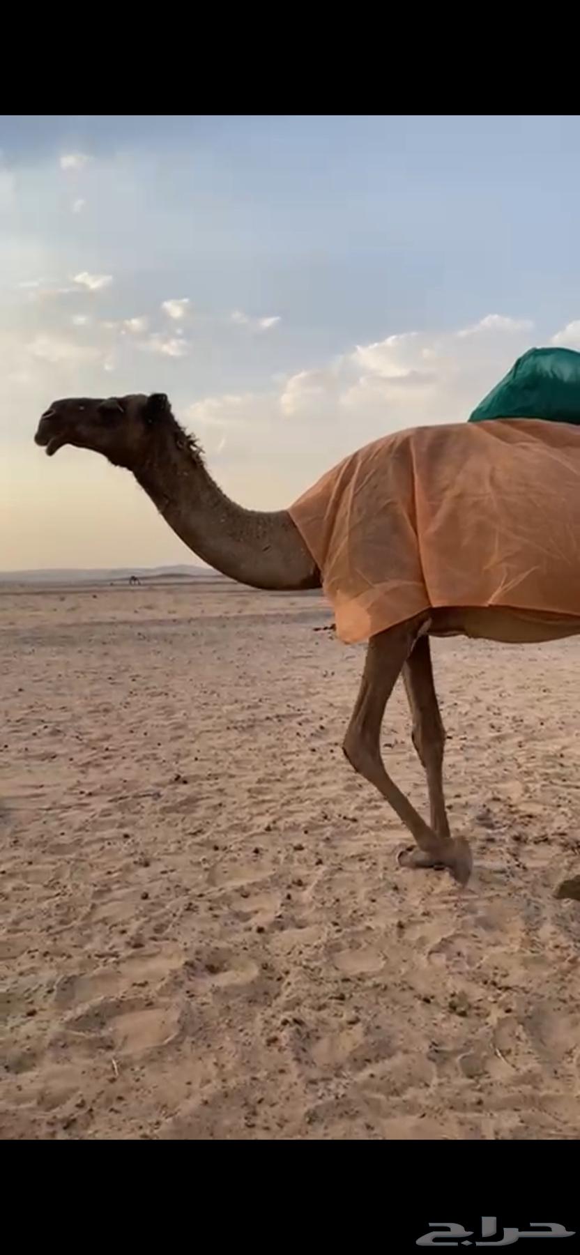 للبيع ناقتين صفر64398939554945111