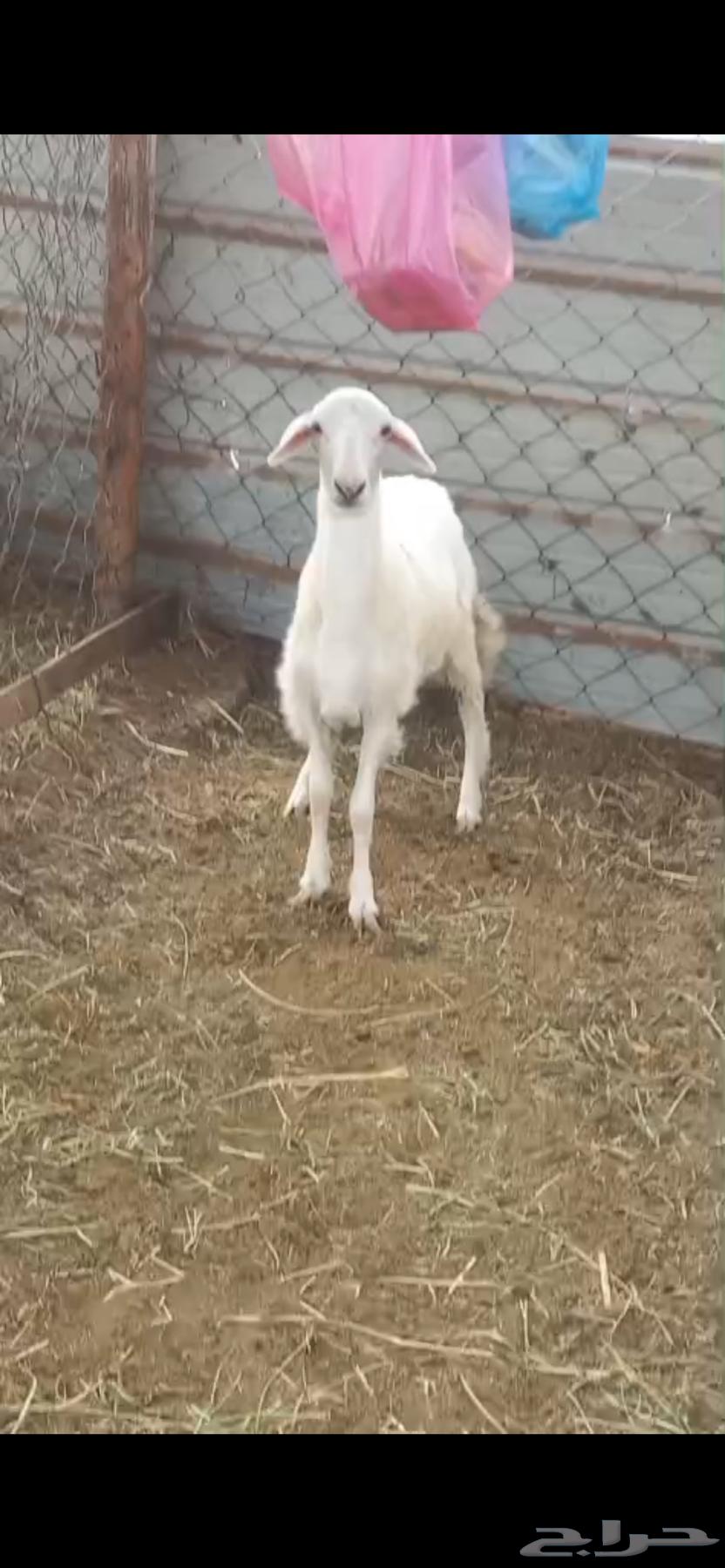 رخله حري للبيع64395199590019110