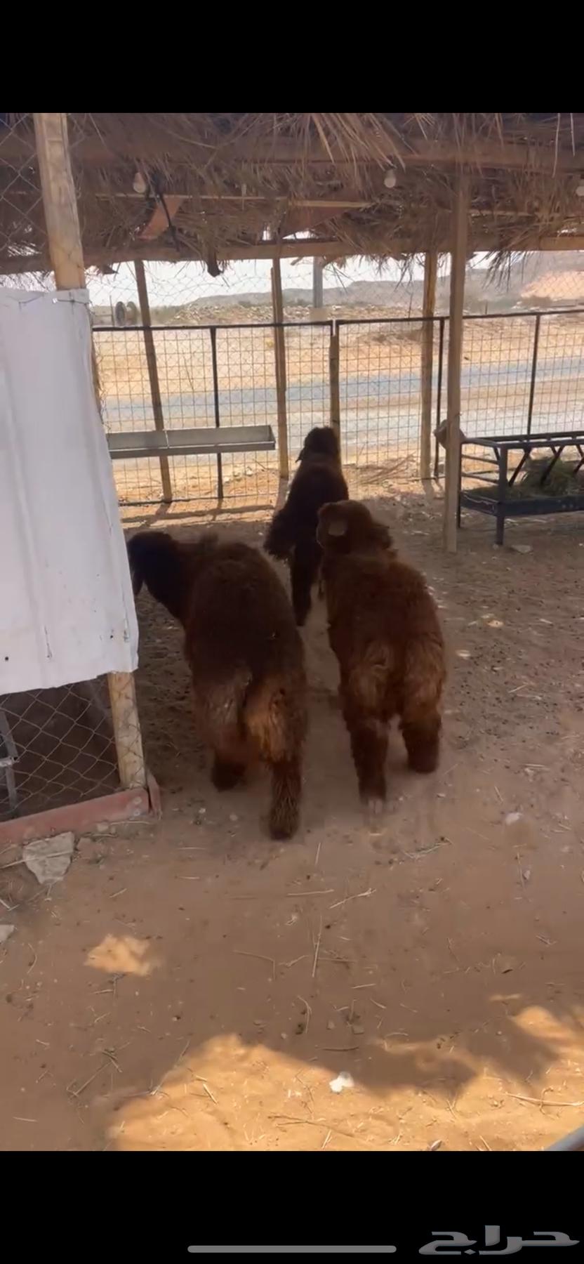 Naeem64397018910339112