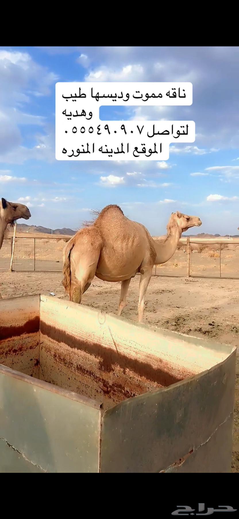 ناقه ميت ولدها قبل امس كفو ديسها وطيبه64398534545282111