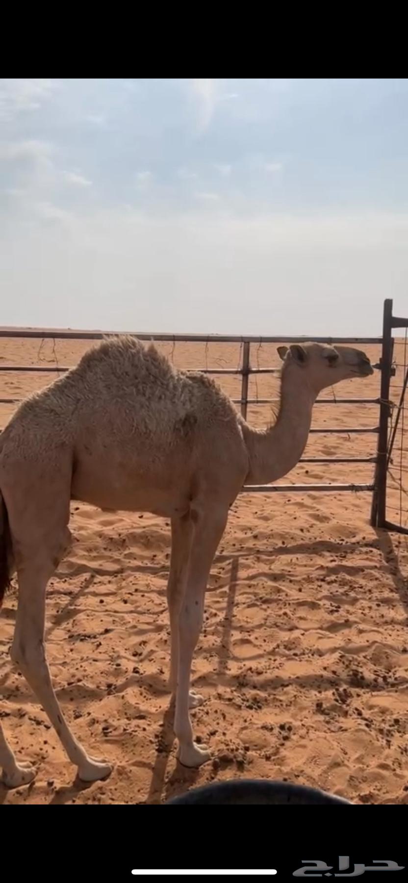 للبيع64396824921729111