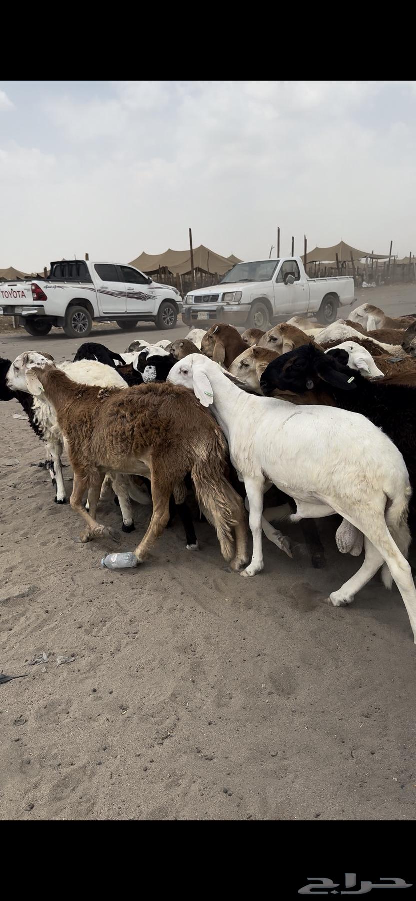 77 راس طليان تربية 4 شهور64399814949635112