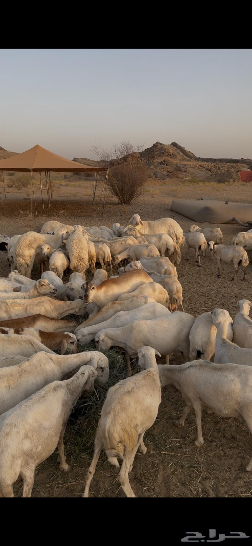 Sheep Pasture (Sheep) Rafidiyat Complete64398869993346110