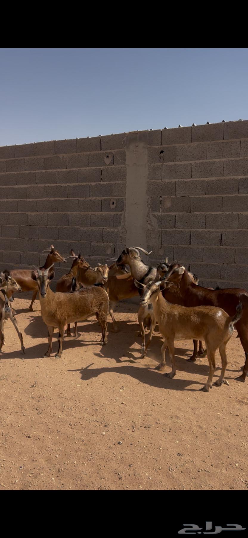 معزاء جنوبيات للبيع بفحلها64395033565569113