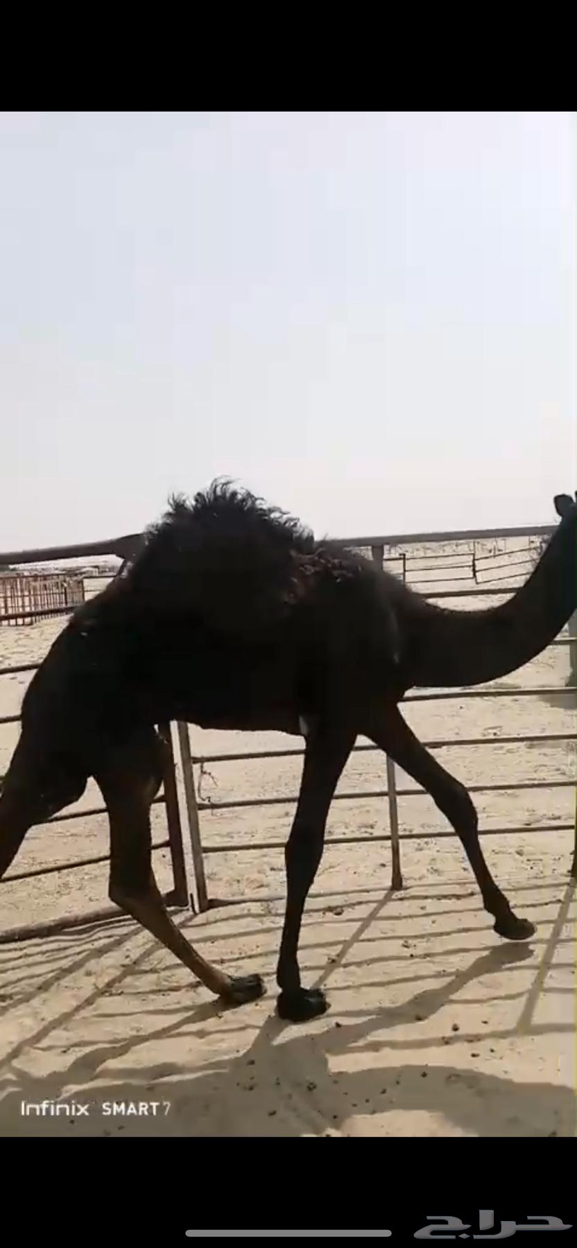 قعود مجهم لباني فل64396477970435111