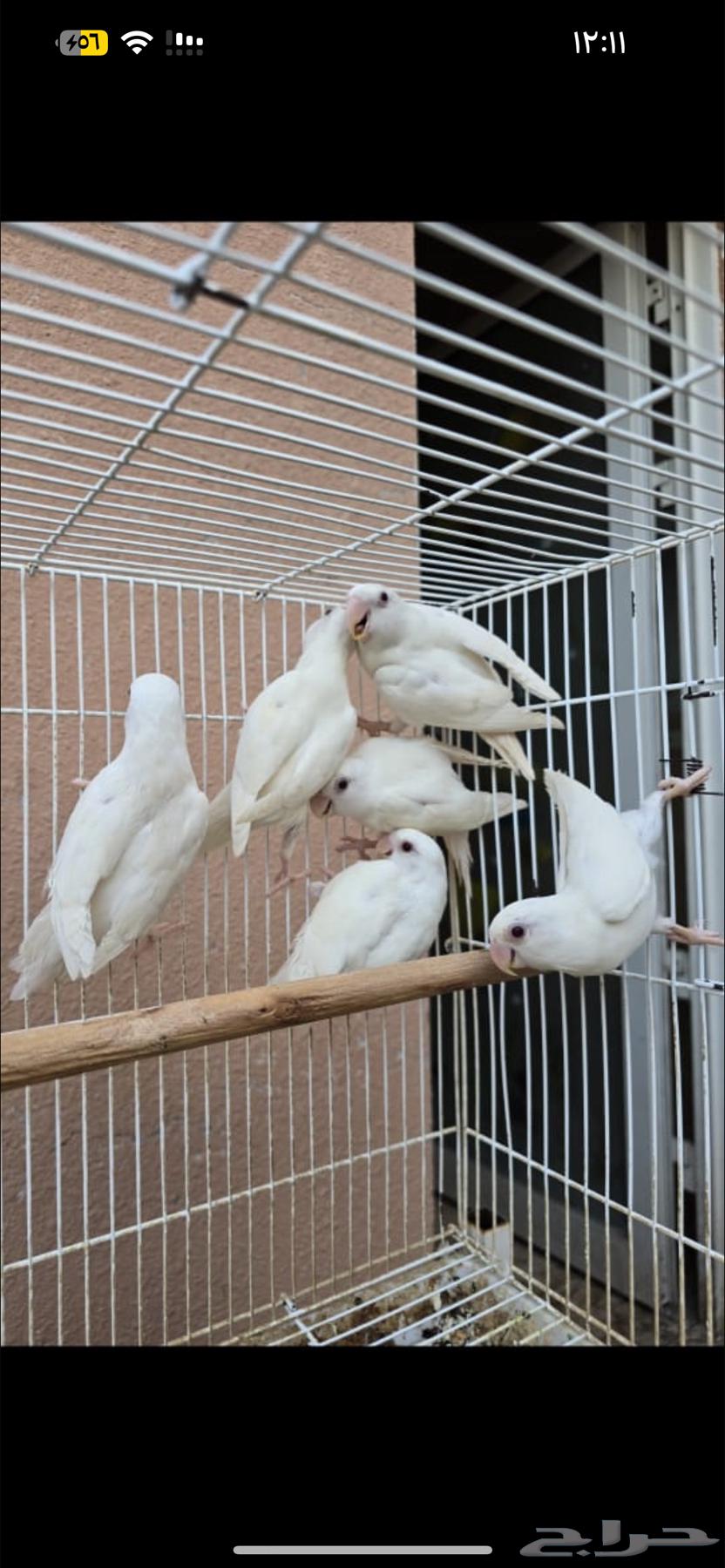 للبيع روز من الانتاج12 حبه64397200344835113