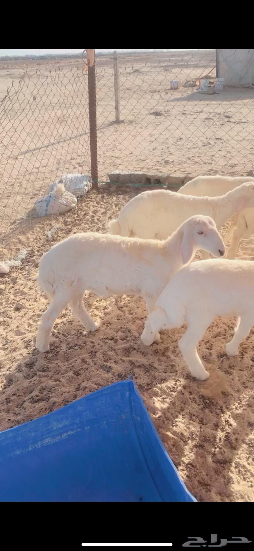 بهم تربيه64400786073987112