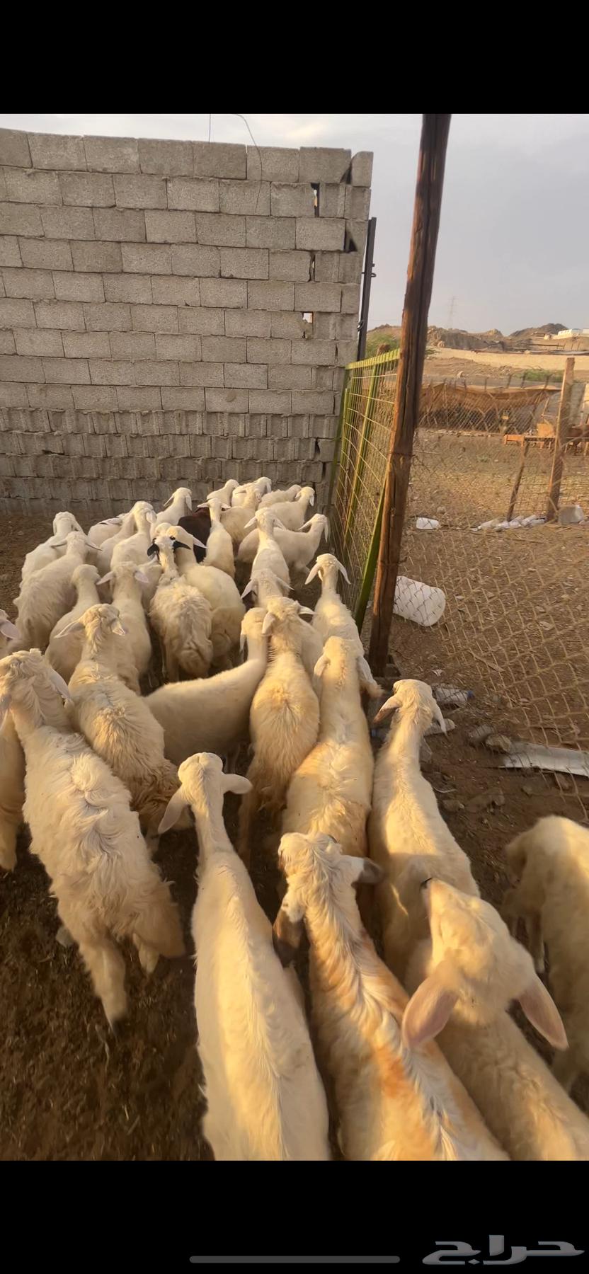 طليان ورخال 680ريال64400911111681111