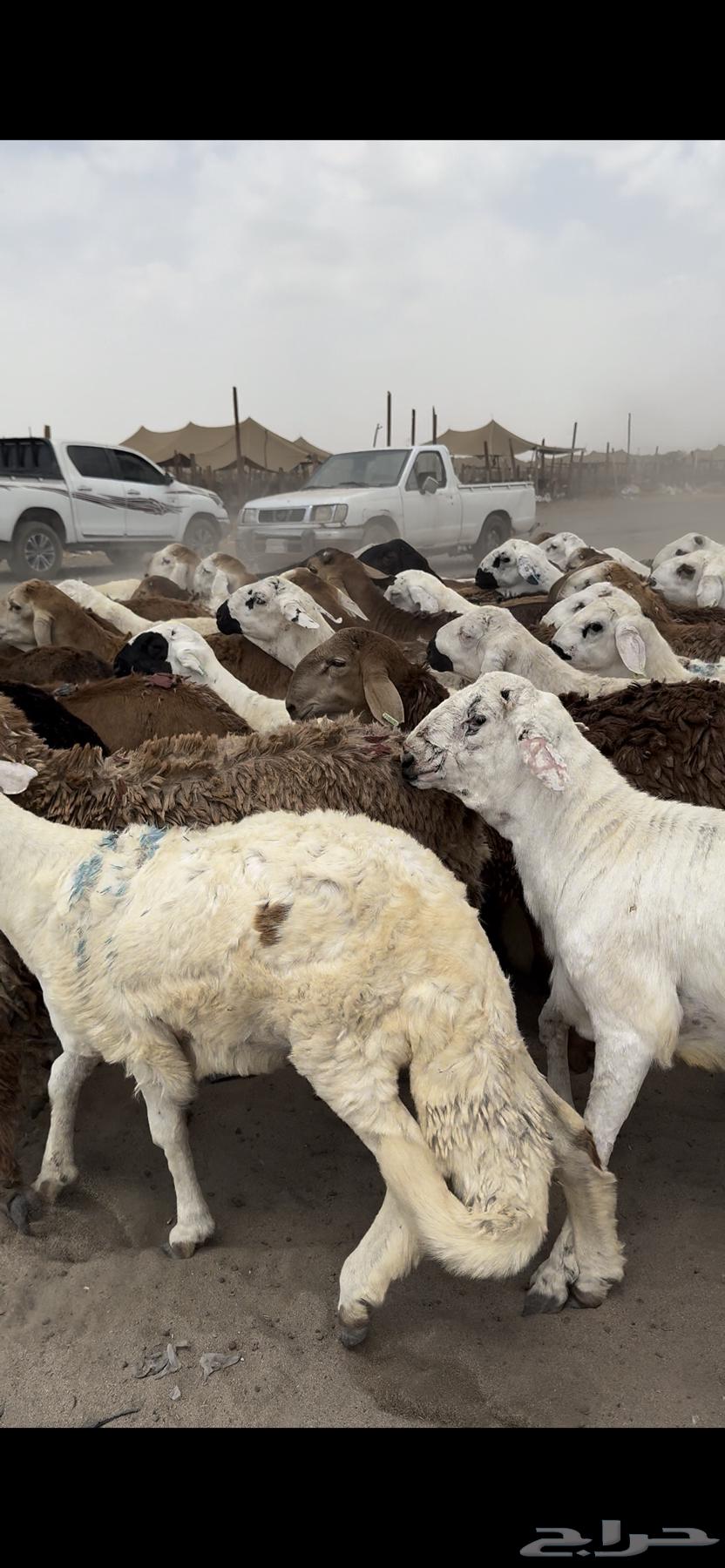 77 راس طليان تربية 4 شهور64399814949635110