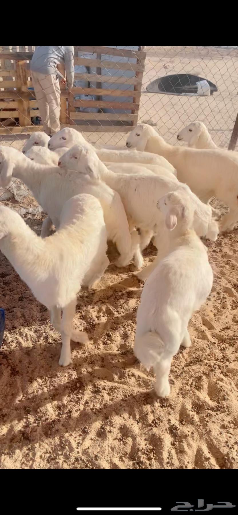 بهم تربيه64400786073987110