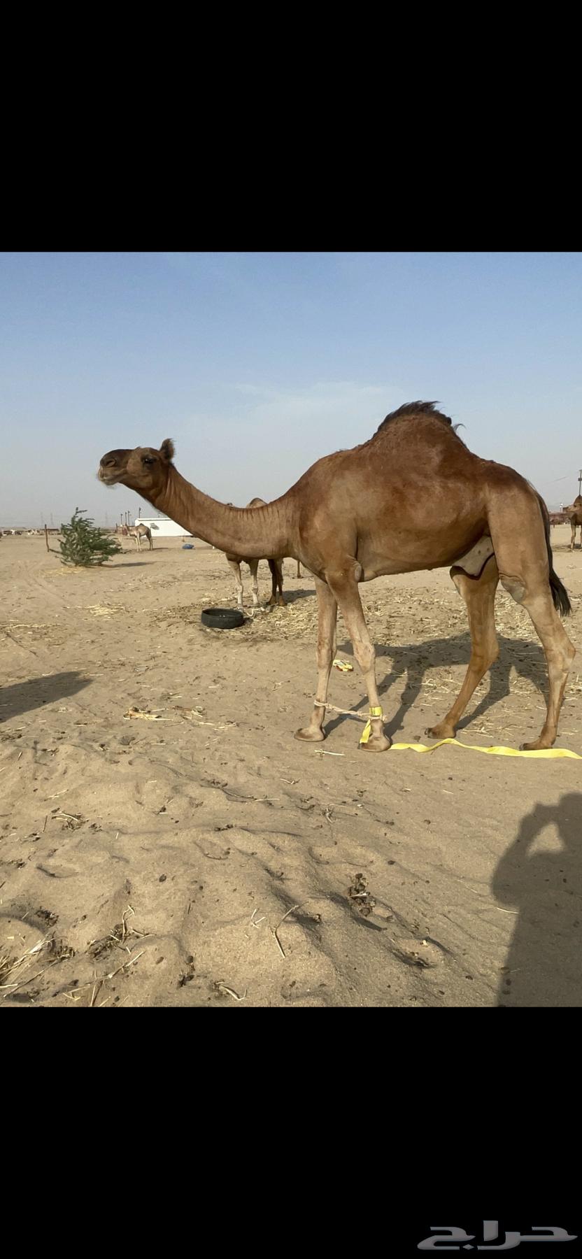 Red sitting Sudanese stud project good64391147059331112