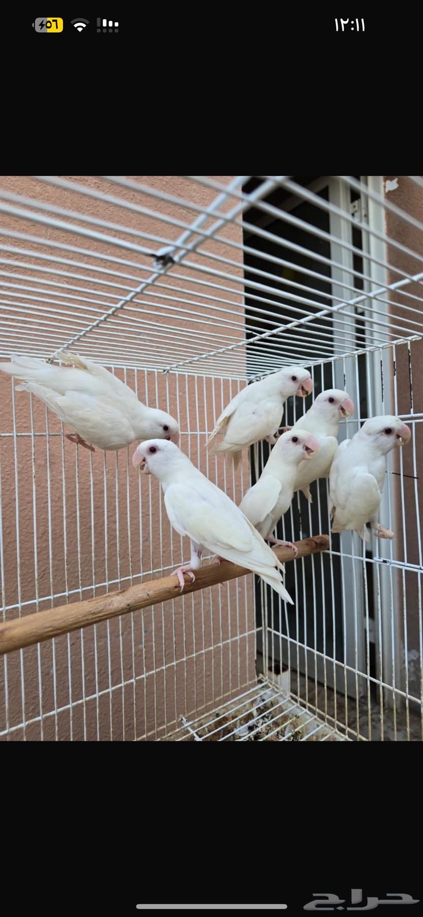 للبيع روز من الانتاج12 حبه64397200344835112