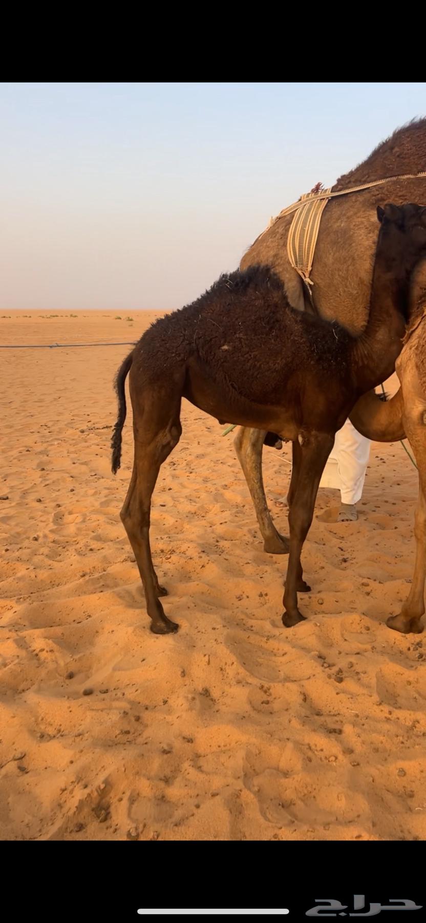 حيران قصب للبيع64412210990849112