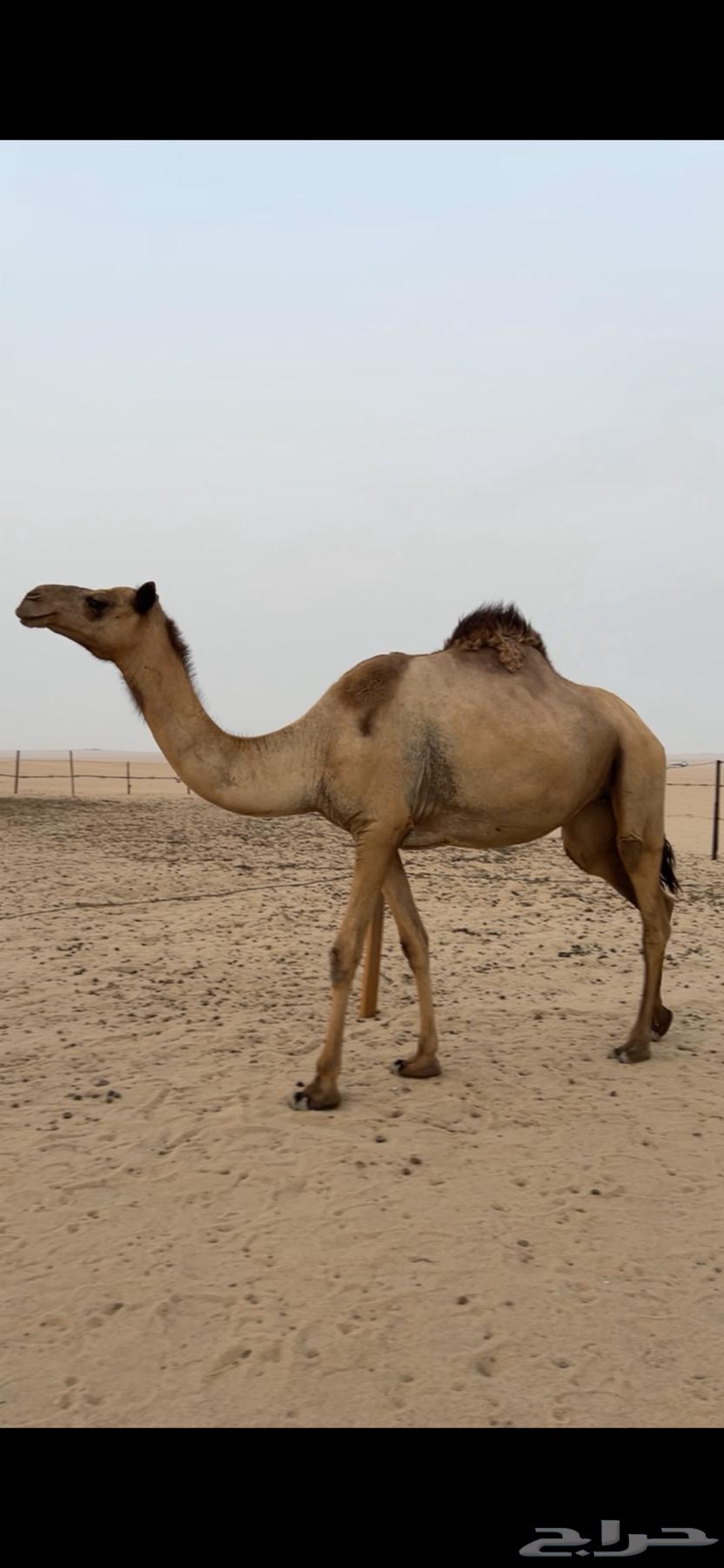 للبيع ناقه ثنو64398493064835110