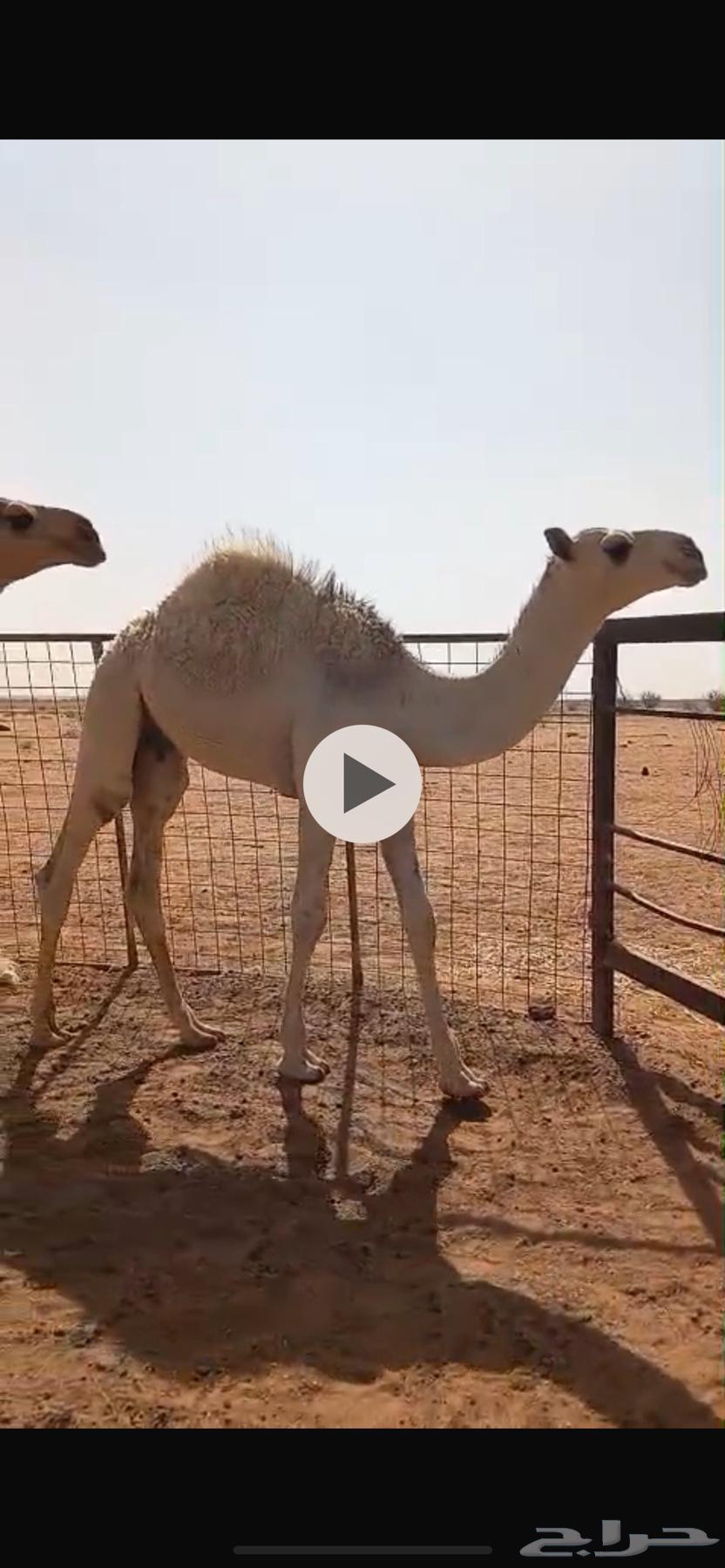 3 قعدان حشو حليب أعمار 5 شهور شرط فل وحليب64400162015617110