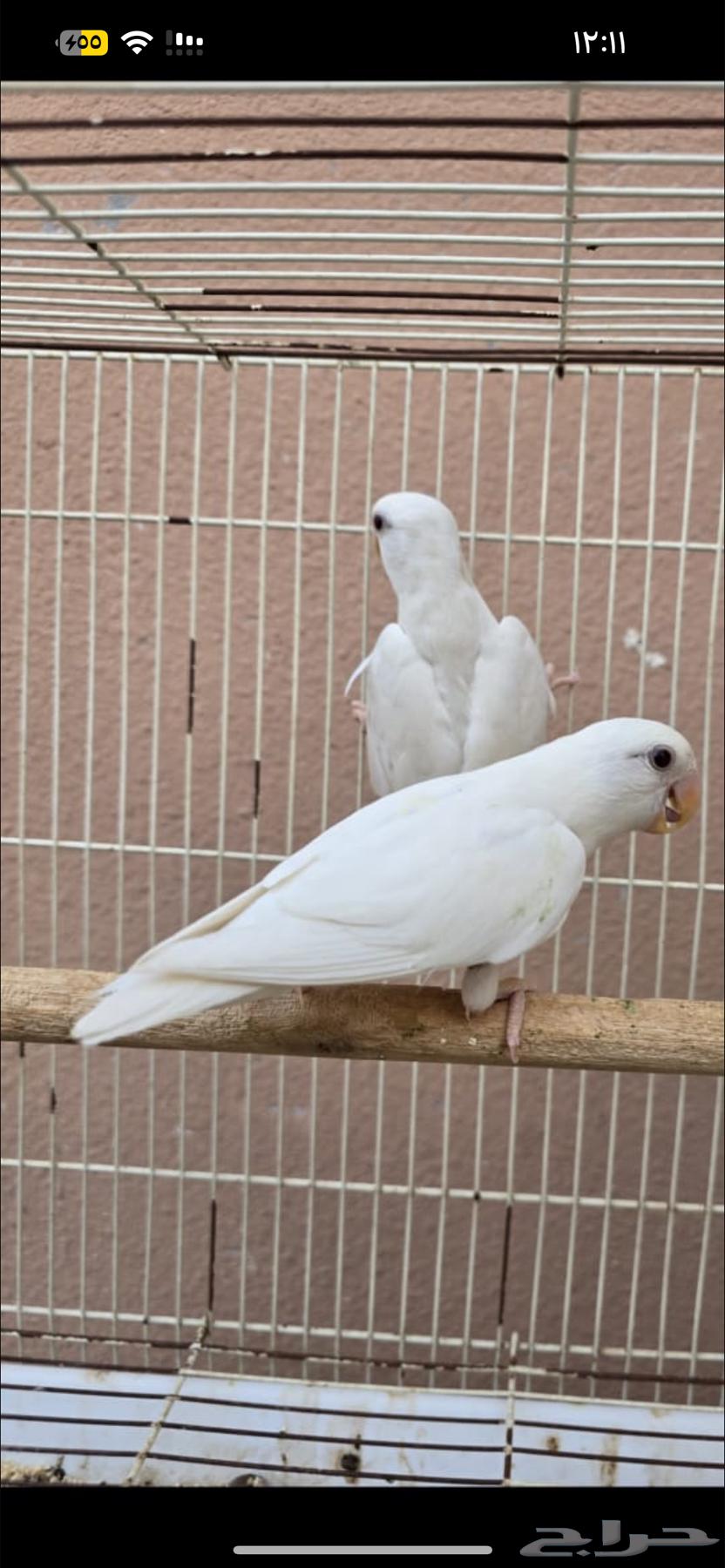 للبيع روز من الانتاج12 حبه64397200344835114