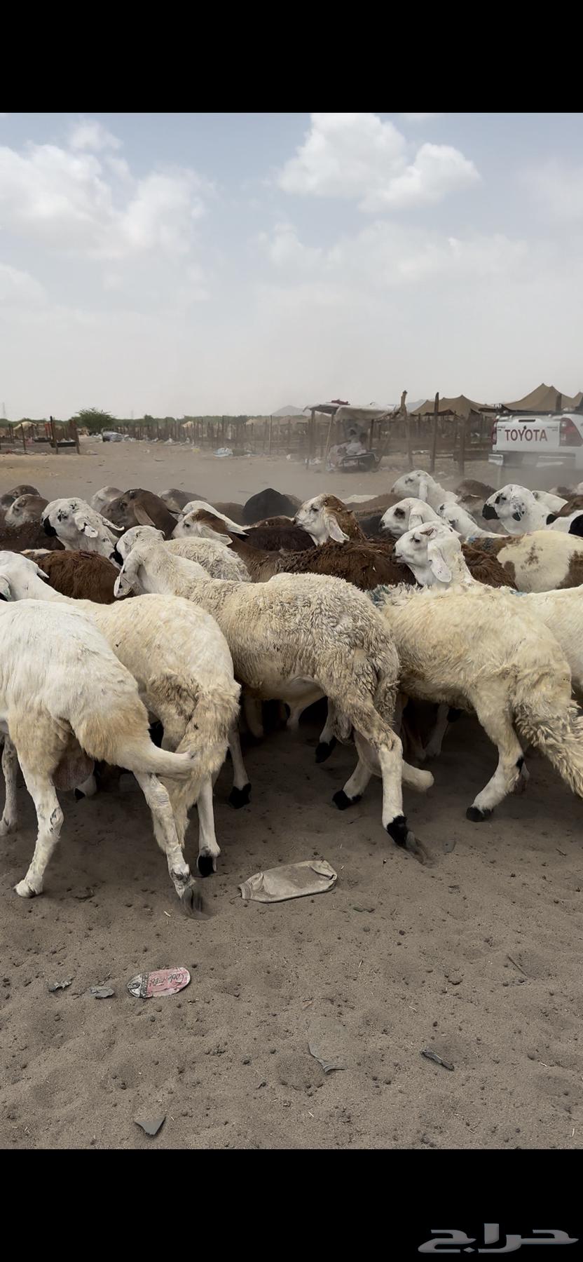 77 راس طليان تربية 4 شهور64399814949635111