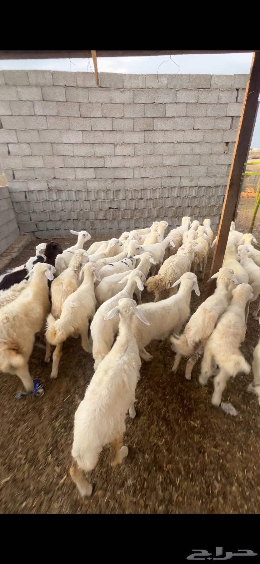 طليان ورخال 680ريال64400911111681110