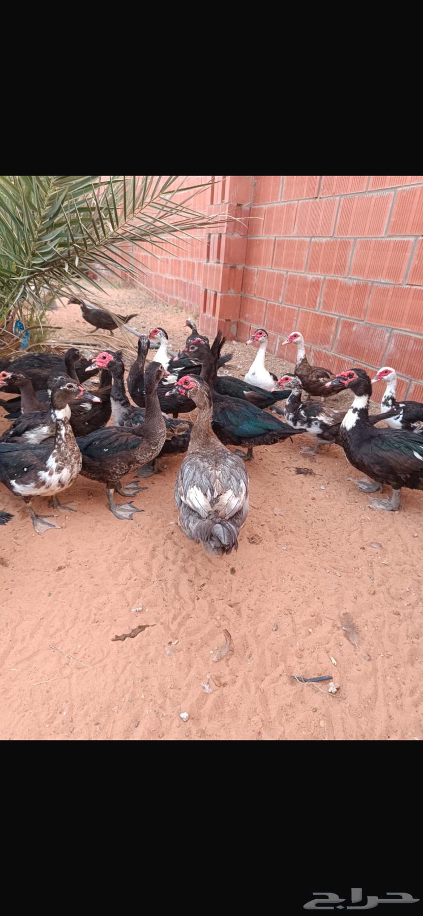 للبيع بط شهرمان مسكوفي او بح الموقع المجمعة64397741998593111