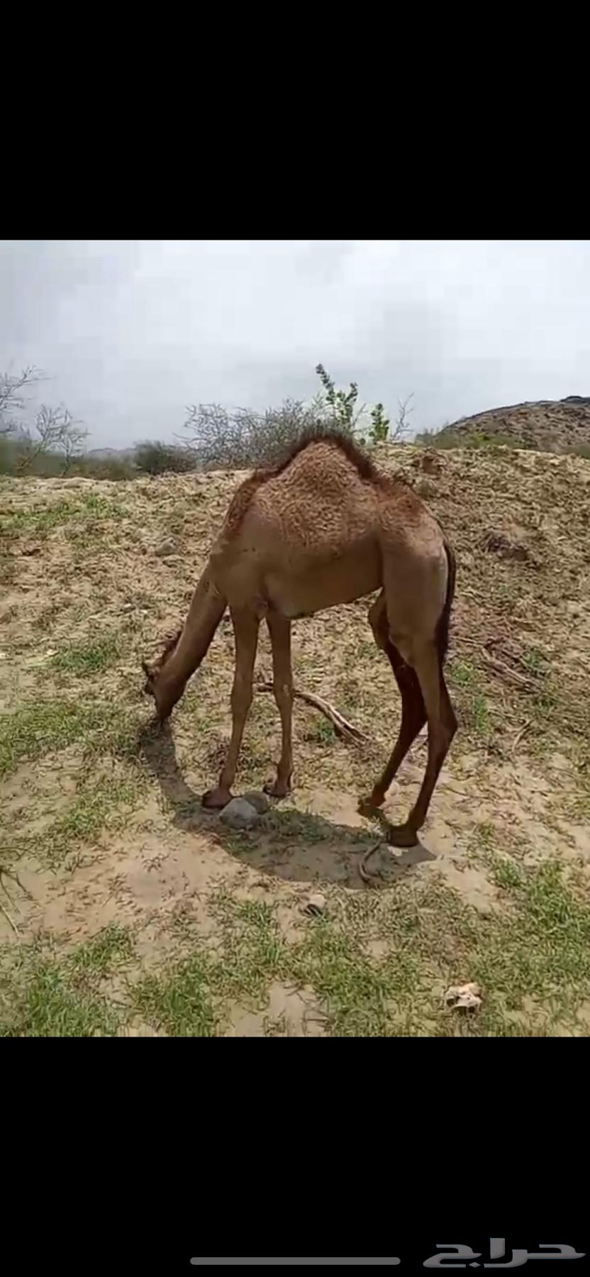 بكره للبيع العمر 5 شهور64395504331138114