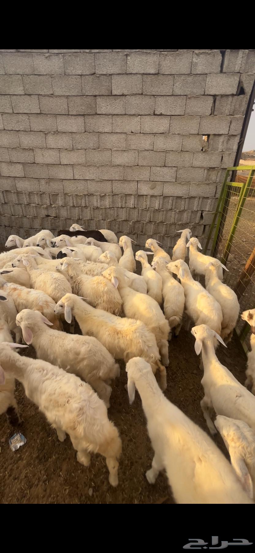 طليان ورخال 680ريال64400911111681112