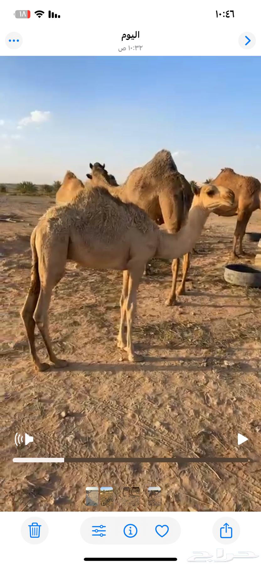 حاشي لباني للبيع بعنيزة64396393680130111