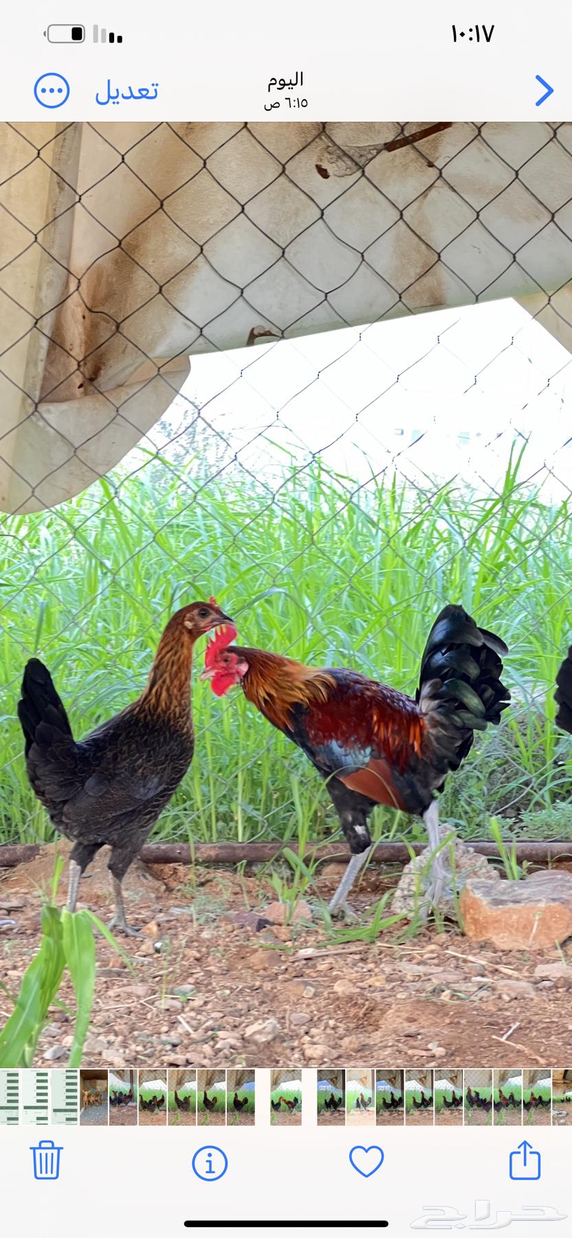 دجاج عربي فري فاخر64397214244097111