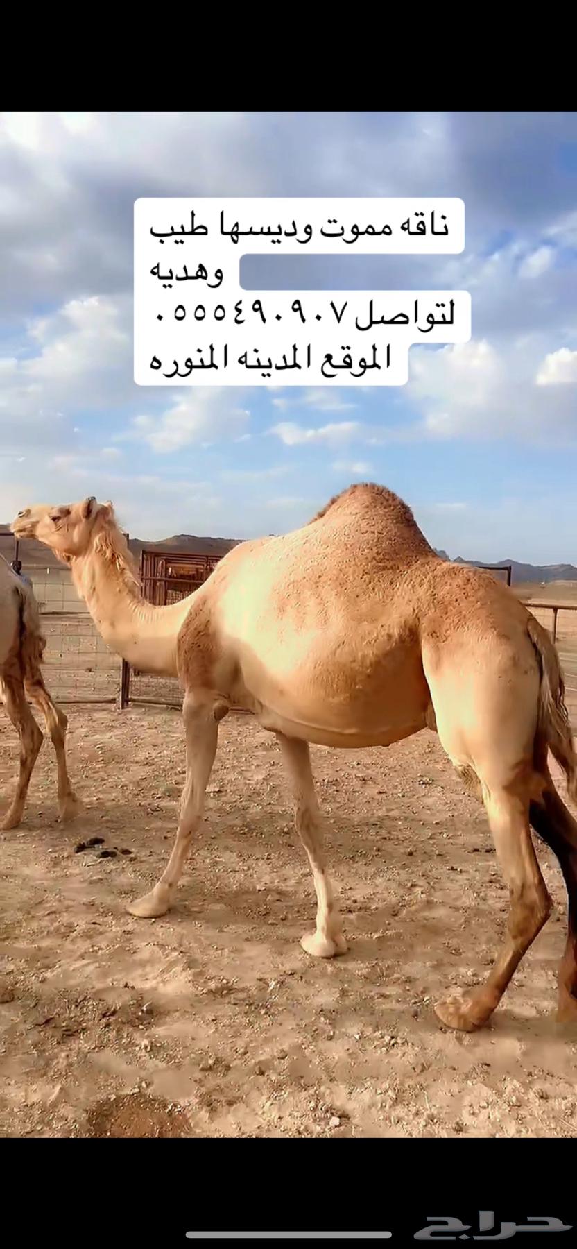 ناقه ميت ولدها قبل امس كفو ديسها وطيبه64398534545282110