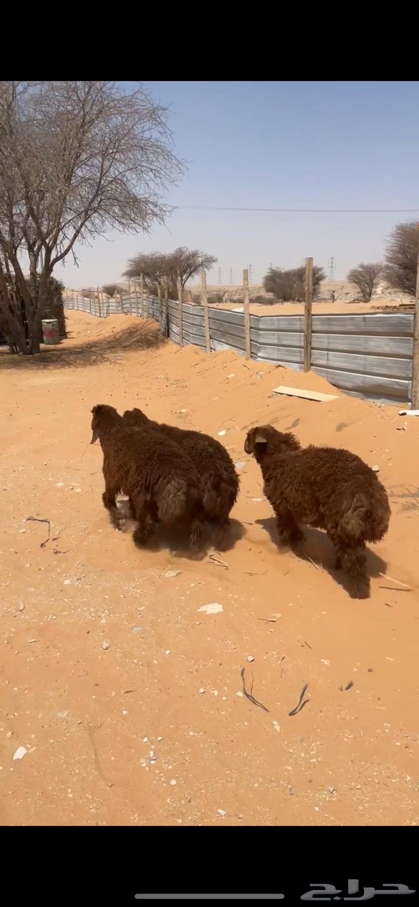 Naeem64397018910339111