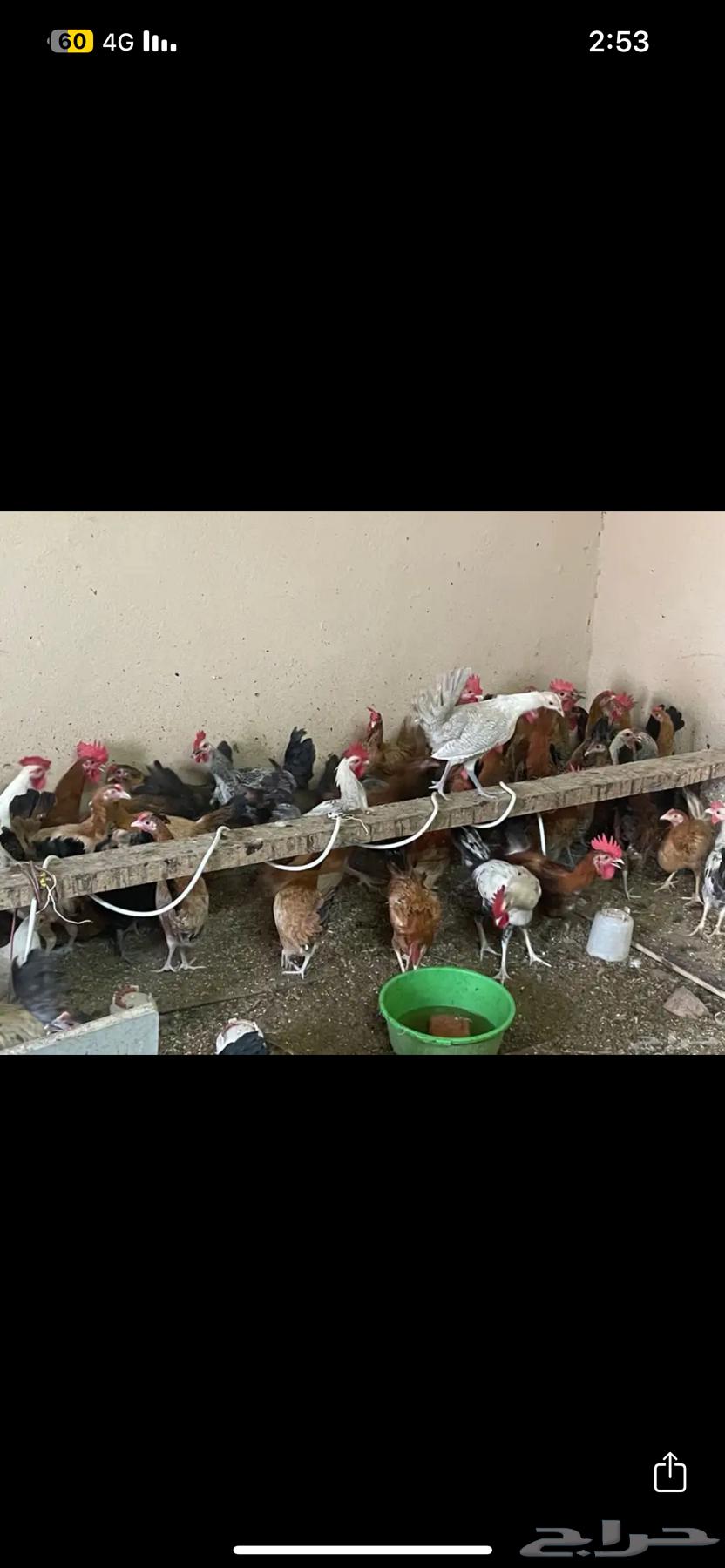 ديكه العمر6 شهور للبيع العدد تقريبا20 حد ب20 الديك64393763721602114