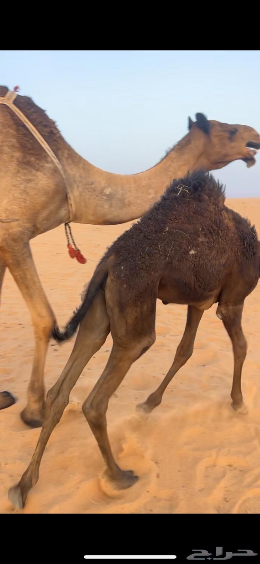 حيران قصب للبيع64412210990849111