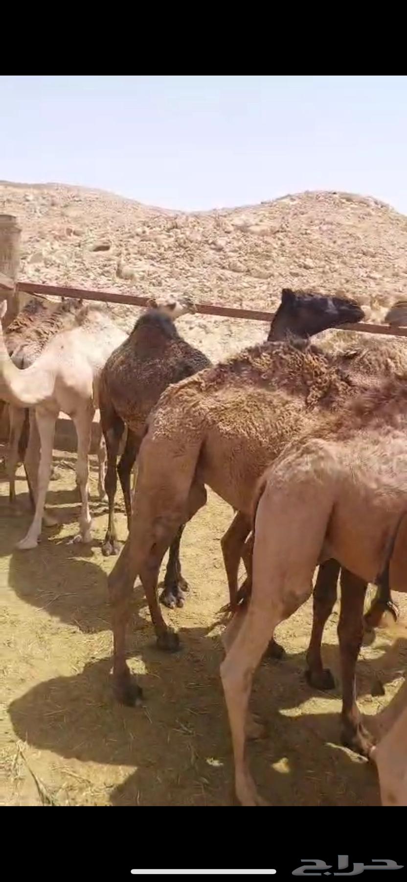 Qaadan for sale number 1164400009557889110