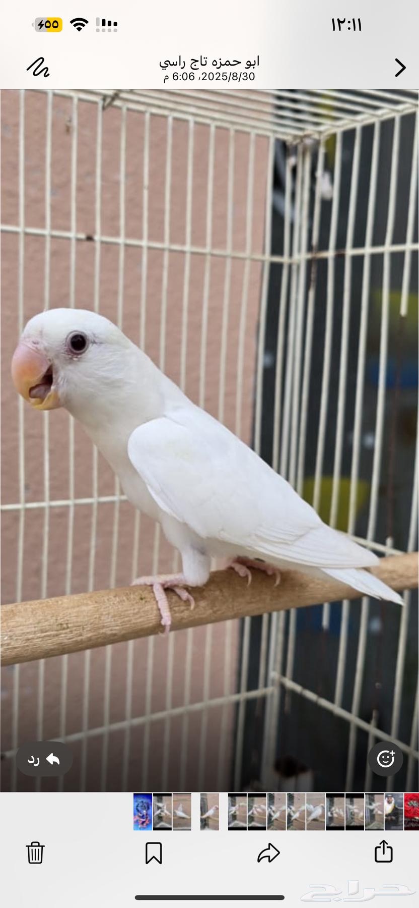 للبيع روز من الانتاج12 حبه64397200344835110