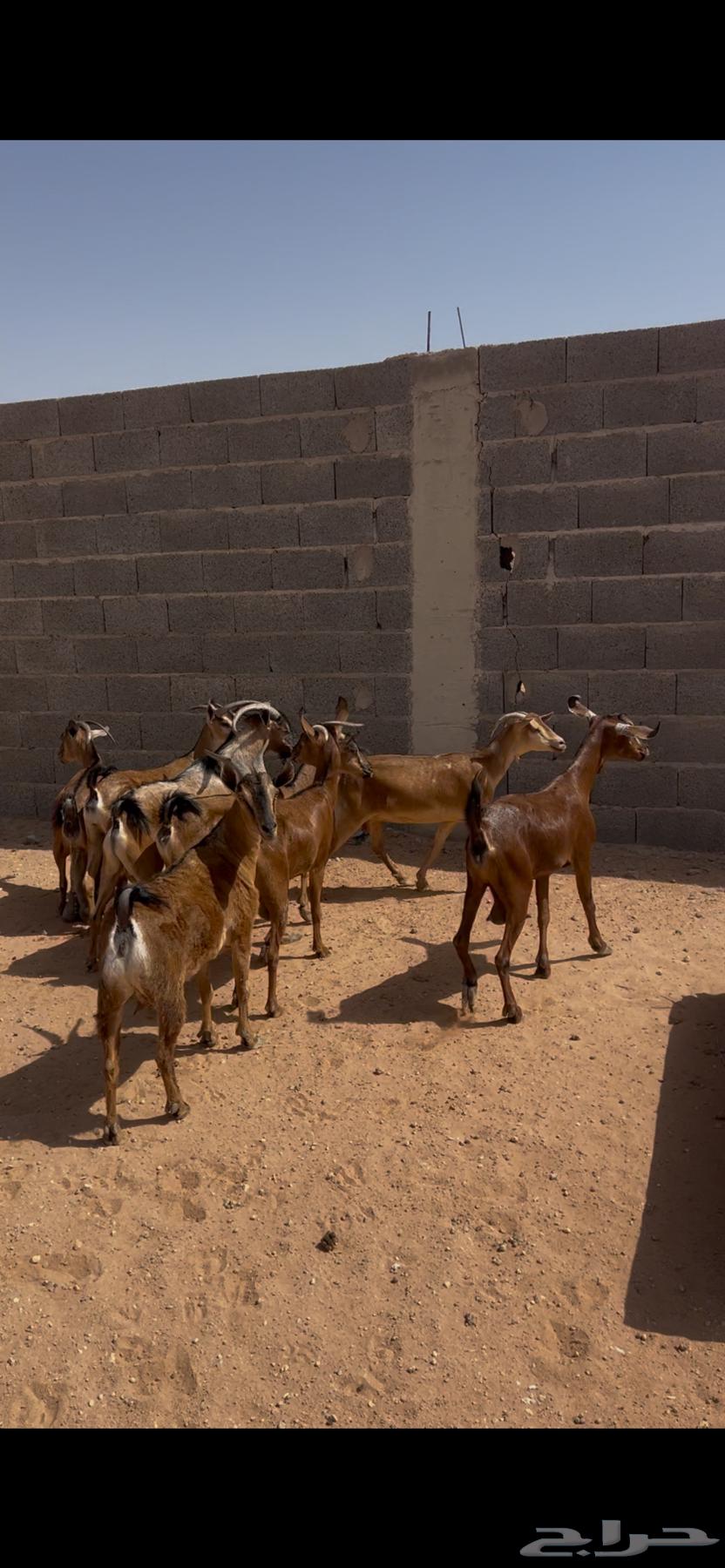 معزاء جنوبيات للبيع بفحلها64395033565569110