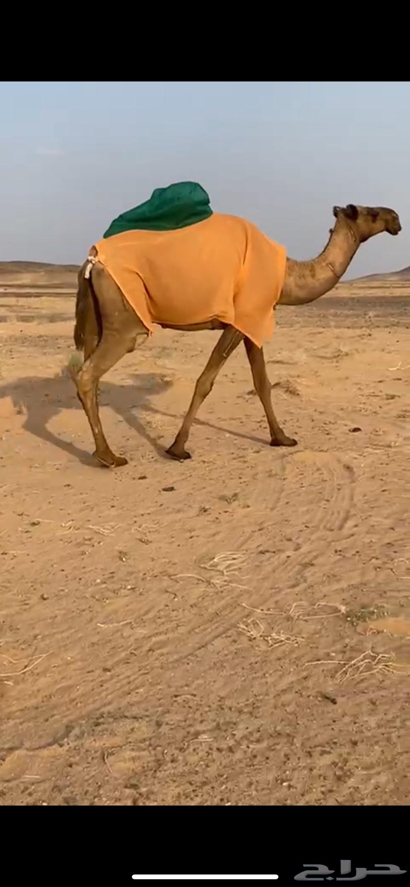 للبيع ناقتين صفر64398939554945112