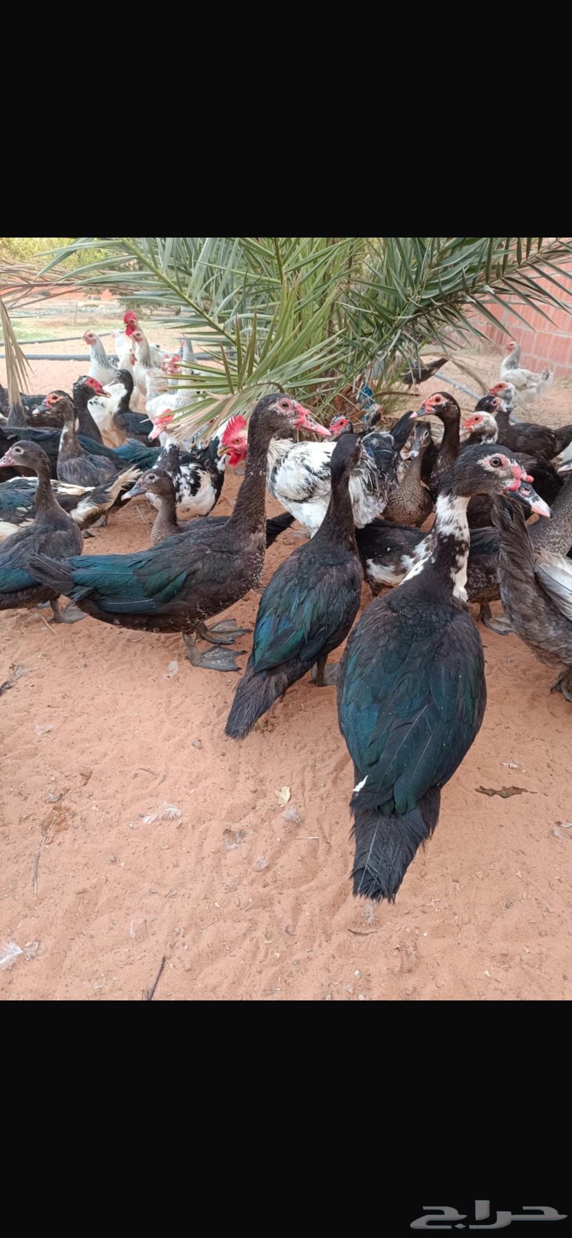 للبيع بط شهرمان مسكوفي او بح الموقع المجمعة64397741998593112