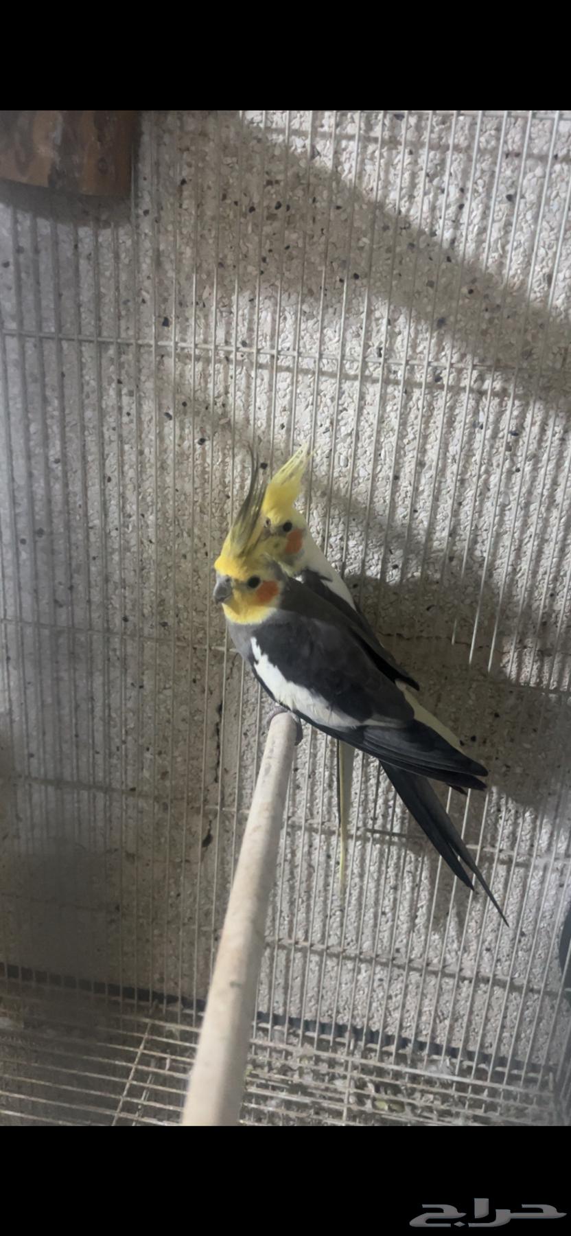 للبيع جوز كروان منتج الي توقف عليه سومه نصيبه64394193210753111