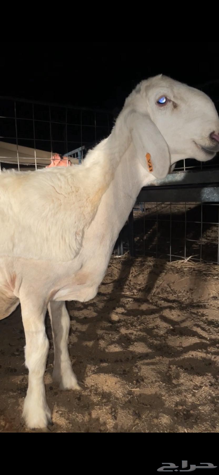 رخل حريه64395839815554110