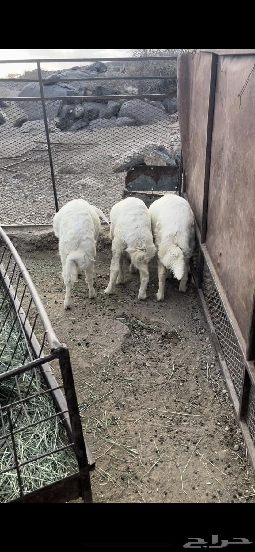 طليان للبيع - تم البيع64393224795393110