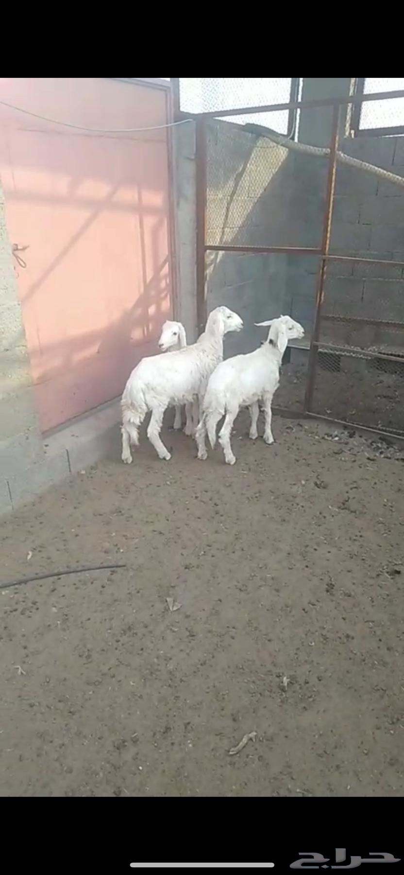 خرفان للبيع64399828725122110